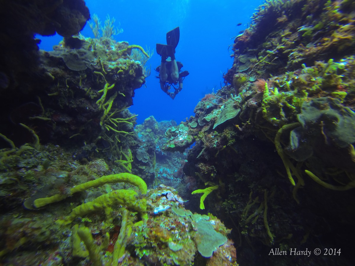 Beautiful Cozumel, Mexico swimthrough with Dan's Dive Shop